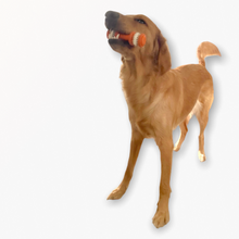 Load image into Gallery viewer, Natural Rubber Dog Chewing Toy - Toothbrush Design