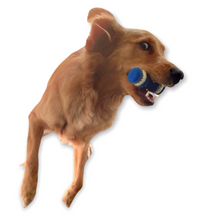 Load image into Gallery viewer, Natural Rubber Dog Chewing Toy - Toothbrush Design
